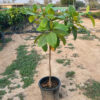 A green plant of an almond among plants nursery