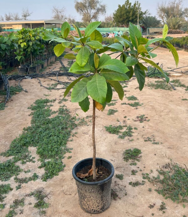 A green plant of an almond among plants nursery